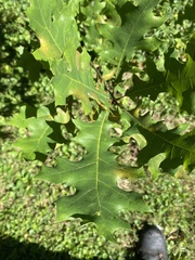 Quercus shumardii