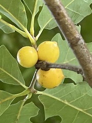 Disholcaspis quercusglobulus