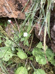 Epilobium amurense