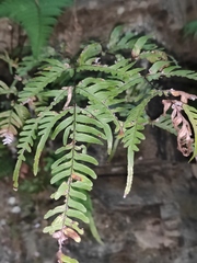 Pteris semipinnata