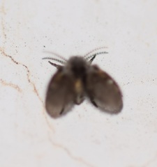 Clogmia