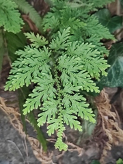 Selaginella