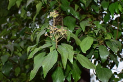 Hedera sinensis