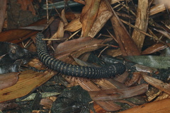 Eucentrobolus tamulus