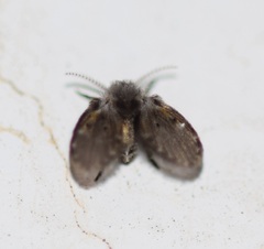 Clogmia