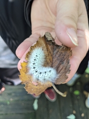 Lophocampa caryae