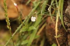 Epilobium amurense