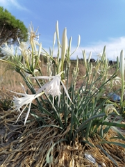 Pancratium maritimum