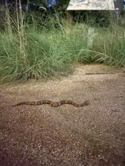 Agkistrodon laticinctus