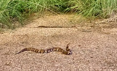 Agkistrodon laticinctus
