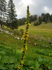 Verbascum nigrum