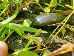 Hydrophilus triangularis