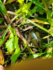 Hydrophilus triangularis