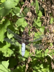 Libellula depressa