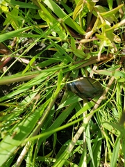 Hydrophilus triangularis