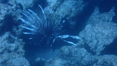 Pterois miles