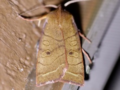 Epiglaea apiata