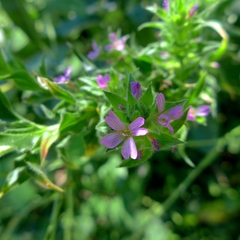 Epilobium densiflorum