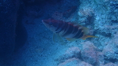 Serranus scriba