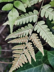 Dryopteris
