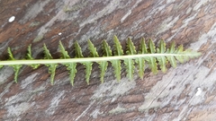 Pedicularis mexicana