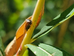 Stictocephala basalis