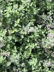 Nepeta racemosa