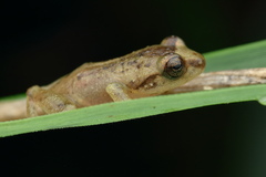 Raorchestes