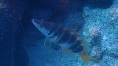 Serranus scriba