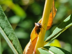 Stictocephala basalis