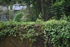 Eudynamys scolopaceus