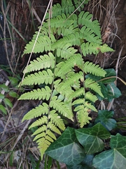 Dryopteris