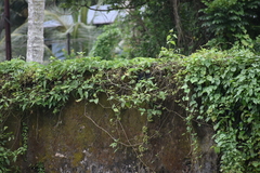 Eudynamys scolopaceus