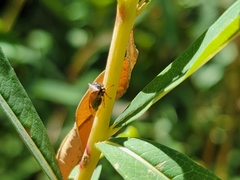 Stictocephala basalis