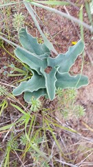 Euphorbia tuberosa