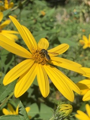 Megachile inimica