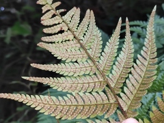 Dryopteris bissetiana