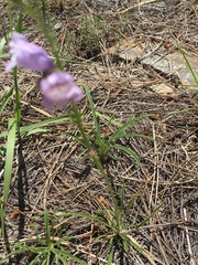 Penstemon putus