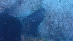 Muraena helena