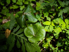Caltha palustris