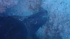 Muraena helena