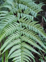 Dryopteris bissetiana