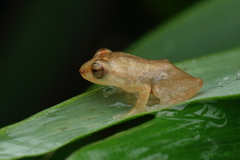 Raorchestes