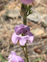 Penstemon putus