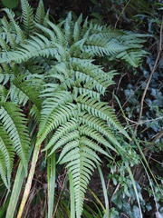 Dryopteris bissetiana
