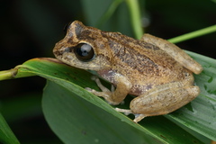 Andiparai Shola Bush Frog photo 4