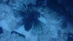 Pterois miles