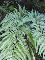 Dryopteris bissetiana