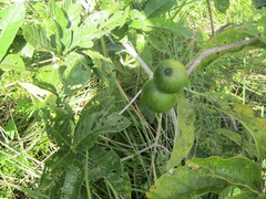 Tocoyena formosa
