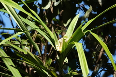 Freycinetia